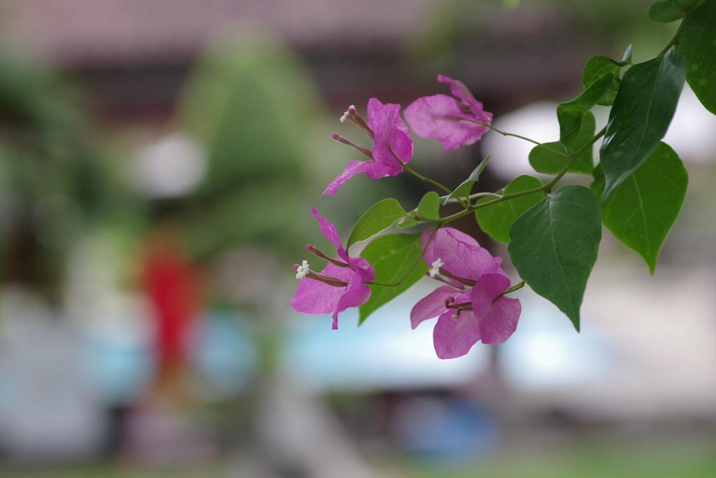 เตียร์ตา ซารี บังกาโล Hotel เปมูเตรัน ภายนอก รูปภาพ